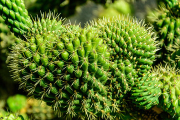 Cactus