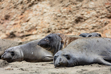Fototapeta premium elephant seals at Point Reyes 