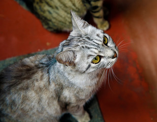 Beautiful cat at home. Domestic animal.