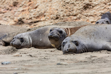 Fototapeta premium elephant seals at Point Reyes 