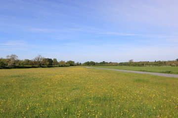 Wildflower meadows in a springtime landscape. JPG