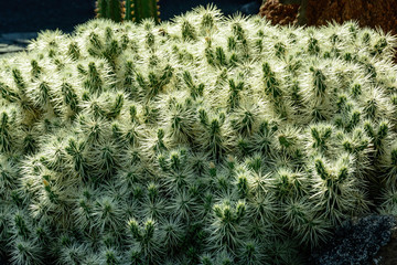 Cactus