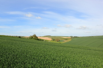 Green wheat fields in a scenic patchwork landscape in springtime