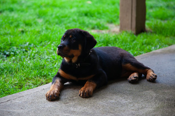 Gorgeous Rottweiler Puppy - Female Rotty 12 Weeks Old