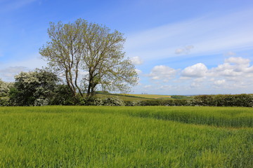 Green barley fields with an ash tree and flowering hawthorn hedgerows in a springtime landscape
