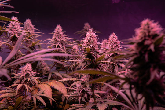 Recreational marijuana plantations in America. International business with mariuana export and personal use