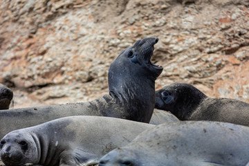 elephant seals at Point Reyes 