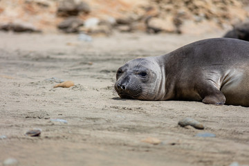 elephant seals on beach at Point Reyes