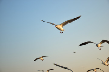 seagull flying in the sky 01