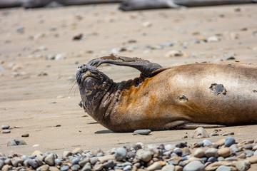 elephant seals on beach at Point Reyes