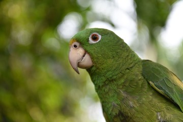 parrot on a branch