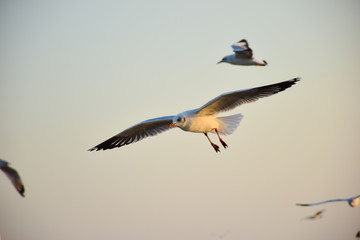 seagull flying in the sky 03