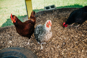 Chickens inside a homemade coop