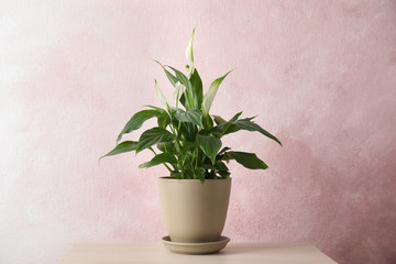 Spathiphyllum plant in pot on table near color wall. Home decor