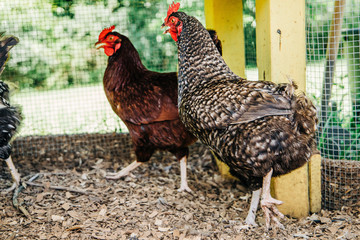 Chickens inside a homemade coop
