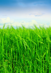 Wheat field against a blue sky