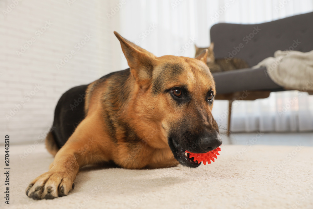 Wall mural German shepherd playing with ball on floor in living room