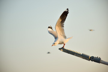 seagull 02