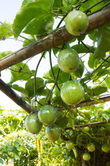 Growth passion fruit on vine. Agriculture background.