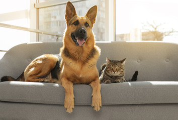 Cat and dog together on sofa indoors. Funny friends