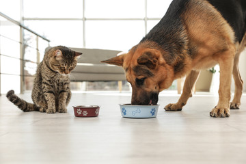 Tabby cat and dog eating from bowl on floor indoors. Funny friends