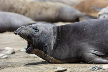Fototapeta premium elephant seals on beach at Point Reyes