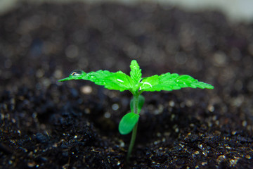 Medical Marijuana Seedling Plant, Growing CBD Canabis Plant