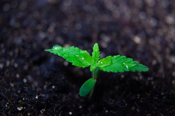 Medical Marijuana Seedling Plant, Growing CBD Canabis Plant