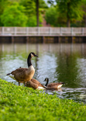 canadian goose on the lake