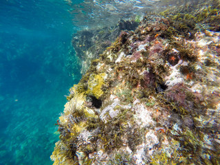 Underwater Carribean Landscape