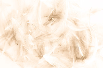Obraz premium Beautiful abstract colorful white and pink light feathers wall pattern textures background and wallpaper art