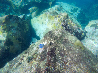 Underwater Carribean Landscape