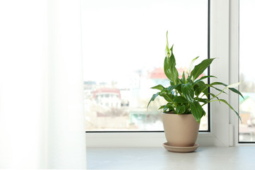 Pot with peace lily on windowsill, space for text. House plant