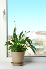 Pot with peace lily on windowsill, space for text. House plant