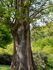 (Metasequoia glyptostroboides) Haut tronc droit au port conique du métaséquoïa de Chine
