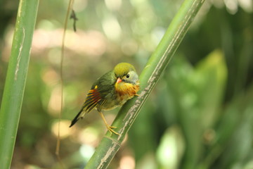 Green Asian Bird