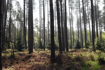 Pink Woods Two