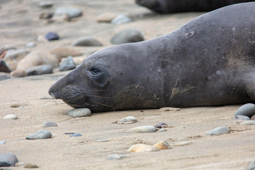 elephant seals on beach at Point Reyes