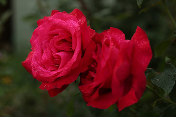 Pink Rose in the Rain