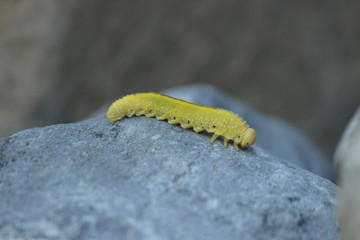 yellow caterpillar on stone