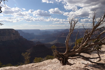 vue panoramique sur le grand canyon , état unis ,arizona  