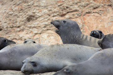 elephant seals on beach at Point Reyes