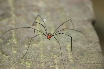 Chinese spider on ground