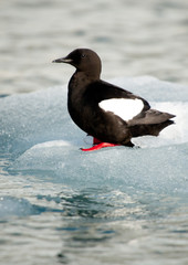A Black Guillemott (cepphus grylle) stands on a floating piece of ice in arctic water.