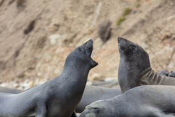 Naklejka premium elephant seals on beach at Point Reyes
