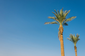 two big green african palm tree against blue sky