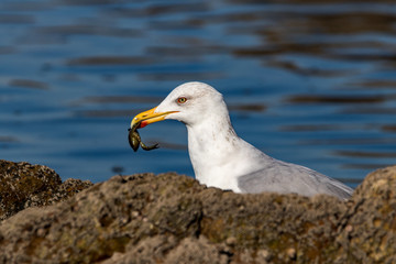 seagull with crab