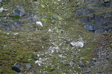 A white arctic fox stands out against snowless rock face looking for prey