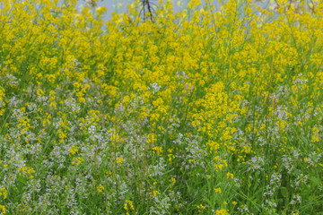 Fototapeta premium Beautiful yellow flower field against raining background at Tokyo, Japan
