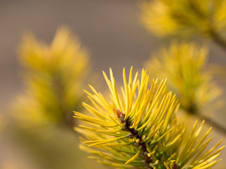 Sprig of pine in the morning sun